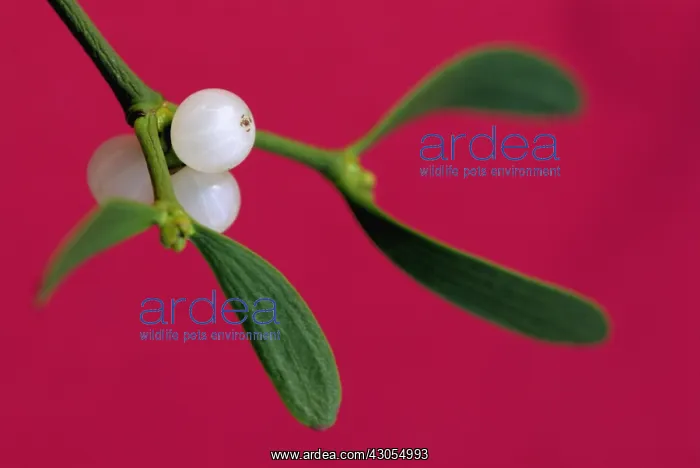  : Mistletoe, Viscum album