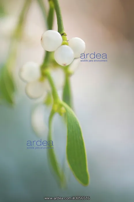 : Mistletoe, Viscum album : Mistletoe, Viscum album