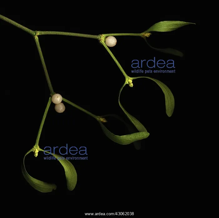 : Mistletoe, Viscum album : Mistletoe, Viscum album