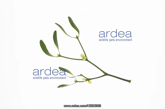: Mistletoe, Viscum album : Mistletoe, Viscum album