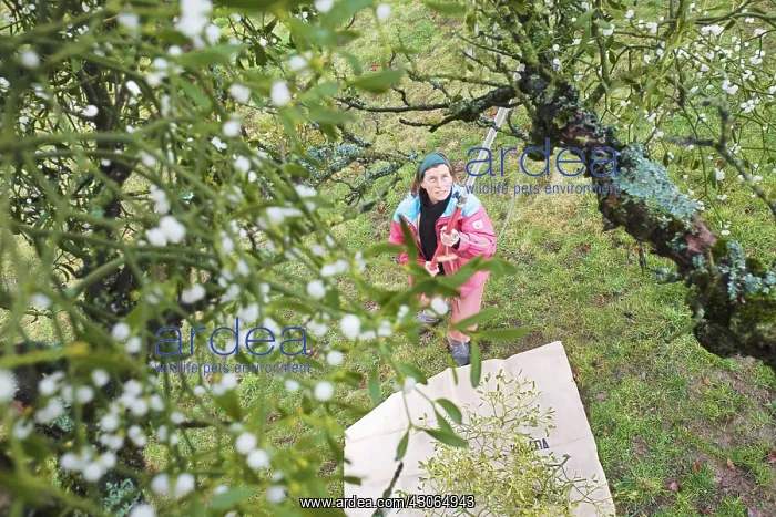 : Mistletoe, Viscum album : Mistletoe, Viscum album