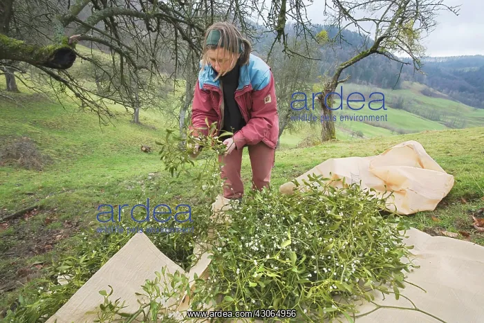 : Mistletoe, Viscum album : Mistletoe, Viscum album