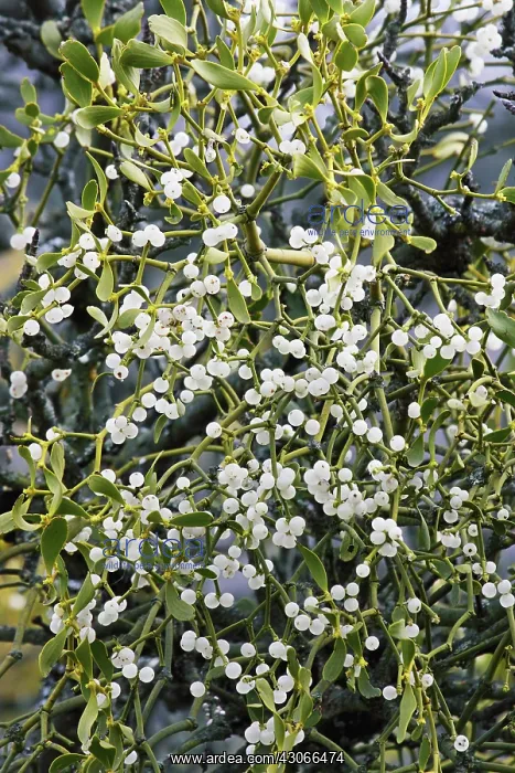 : Mistletoe, Viscum album : Mistletoe, Viscum album
