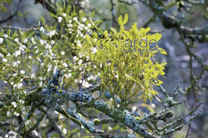 : Mistletoe, Viscum album : Mistletoe, Viscum album