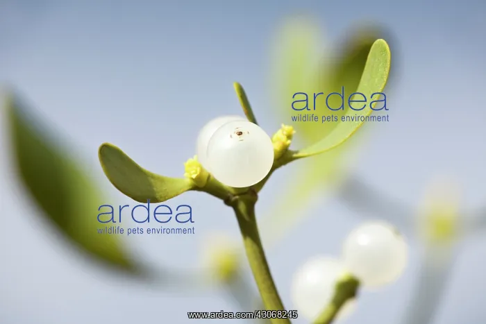 : Mistletoe, Viscum album : Mistletoe, Viscum album