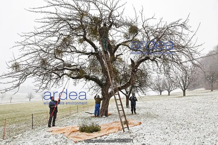 : Mistletoe, Viscum album : Mistletoe, Viscum album