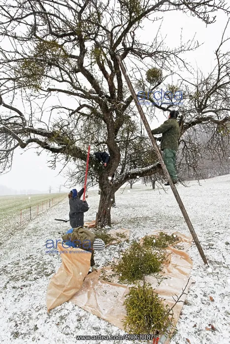 : Mistletoe, Viscum album : Mistletoe, Viscum album