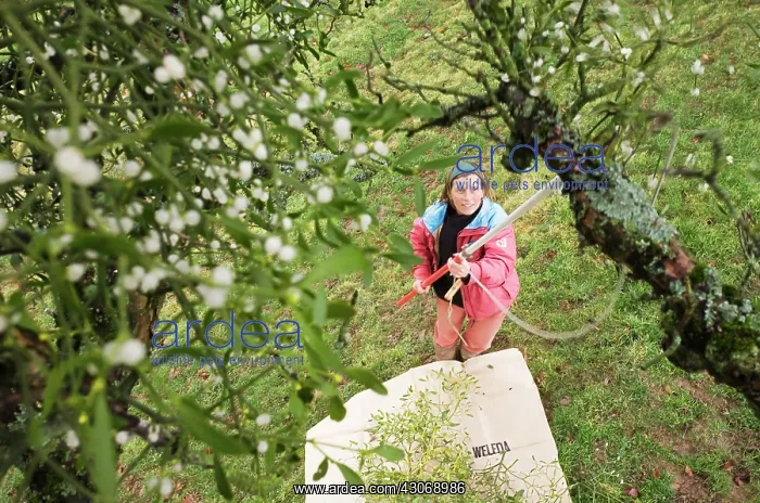 : Mistletoe, Viscum album : Mistletoe, Viscum album