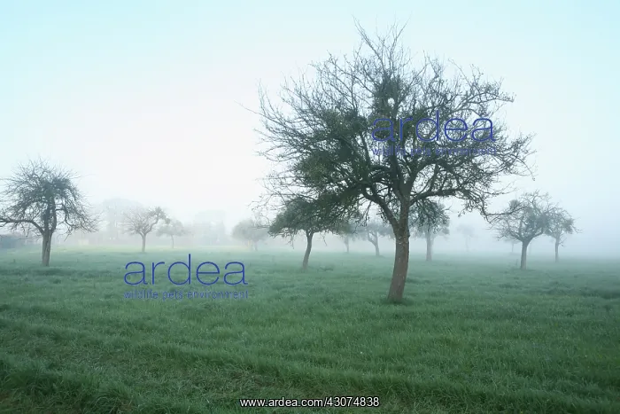 : Mistletoe, Viscum album : Mistletoe, Viscum album