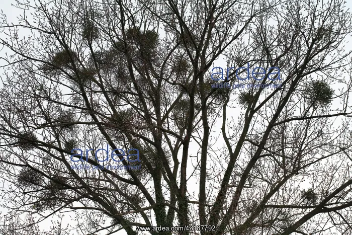 : Mistletoe (Viscum album) growing in a poplar, Schin op Geul : Mistletoe (Viscum album) growing in a poplar, Schin op Geul
