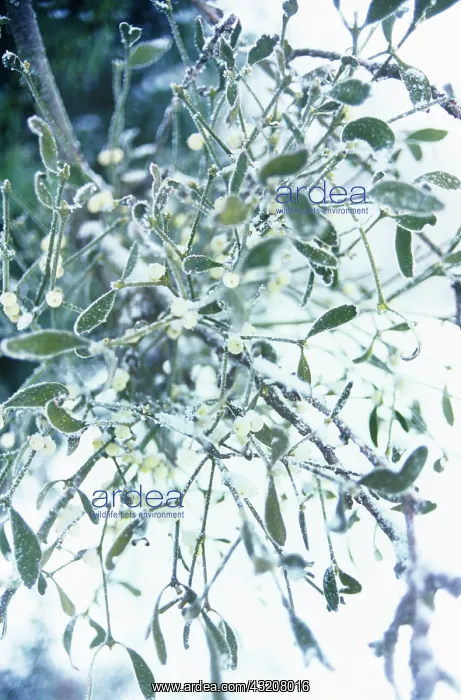 : Mistletoe, Viscum album : Mistletoe, Viscum album