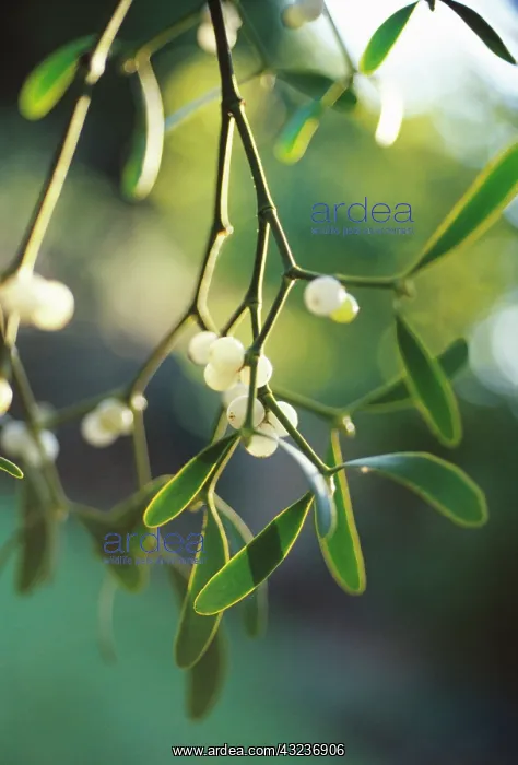 : Mistletoe, Viscum album