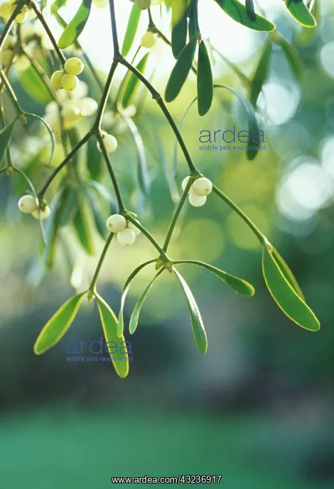 : Mistletoe, Viscum album : Mistletoe, Viscum album