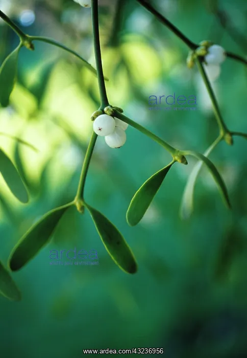 : Mistletoe, Viscum album : Mistletoe, Viscum album