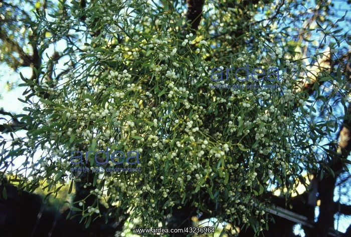 : Mistletoe, Viscum album : Mistletoe, Viscum album