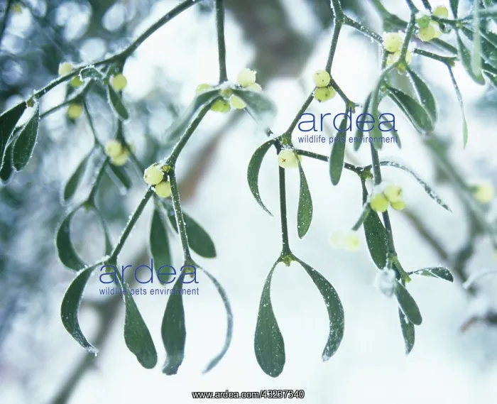 : Mistletoe, Viscum album : Mistletoe, Viscum album