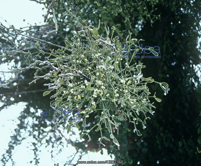 : Mistletoe, Viscum album : Mistletoe, Viscum album