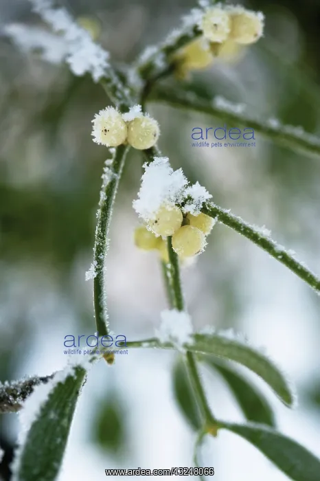 : Mistletoe, Viscum album : Mistletoe, Viscum album