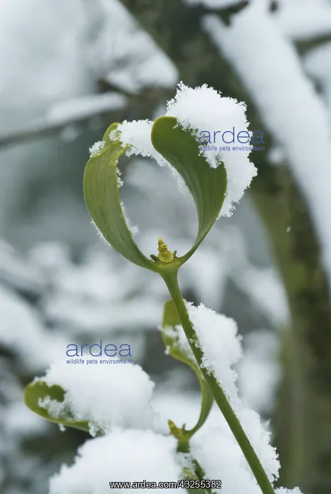 : Mistletoe, Viscum album : Mistletoe, Viscum album