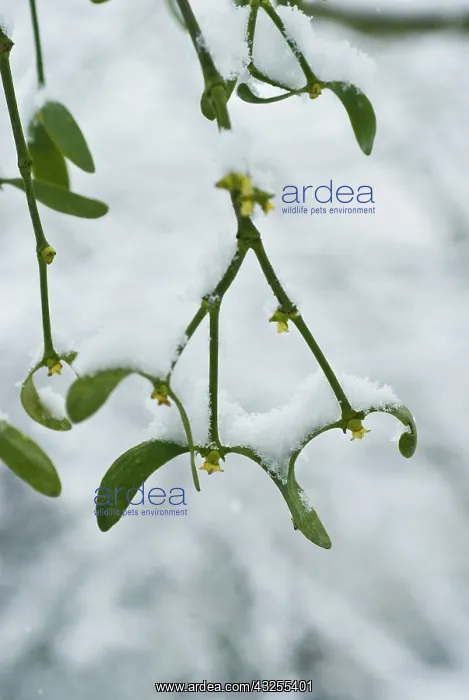 : Mistletoe, Viscum album : Mistletoe, Viscum album