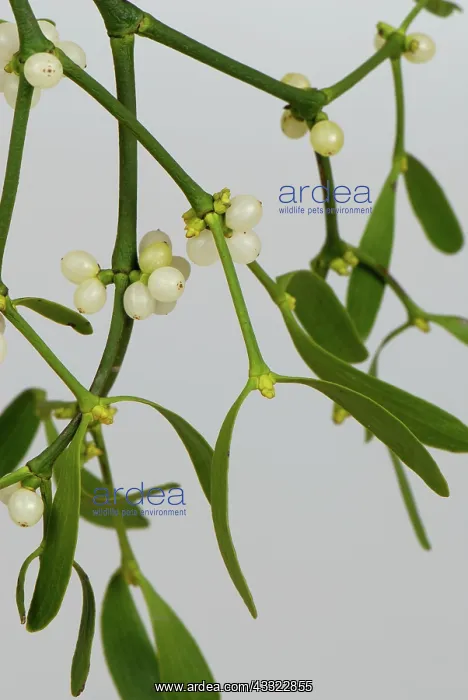: Mistletoe (Viscum album) leaves and white berries of traditional Christmas sprig : Mistletoe (Viscum album) leaves and white berries of traditional Christmas sprig