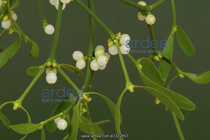 : Mistletoe (Viscum album) leaves and white berries of traditional Christmas sprig : Mistletoe (Viscum album) leaves and white berries of traditional Christmas sprig