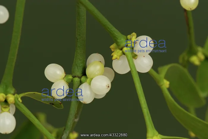 : Mistletoe (Viscum album) leaves and white berries of traditional Christmas sprig : Mistletoe (Viscum album) leaves and white berries of traditional Christmas sprig