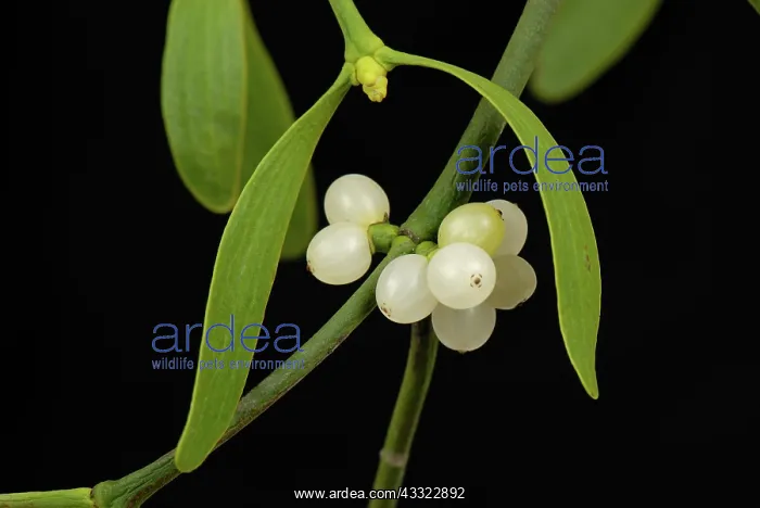  : Mistletoe (Viscum album) leaves and white berries of traditional Christmas sprig