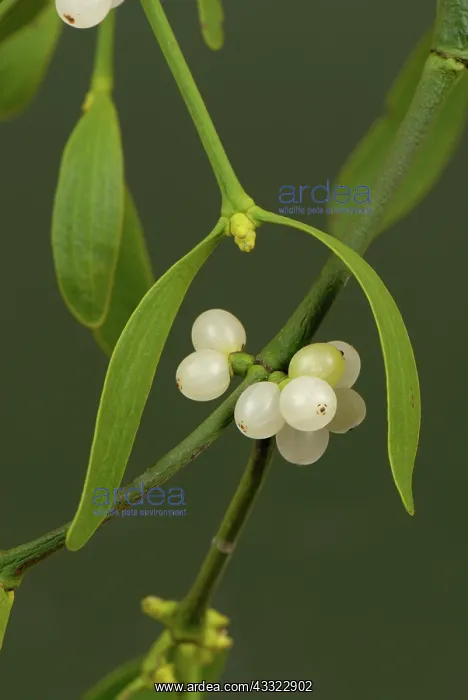  : Mistletoe (Viscum album) leaves and white berries of traditional Christmas sprig