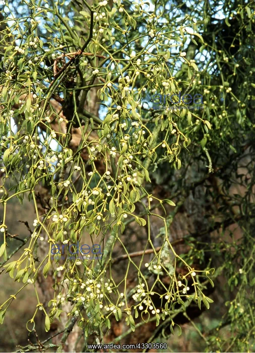 : MISTLETOE - on Apple Tree : MISTLETOE - on Apple Tree