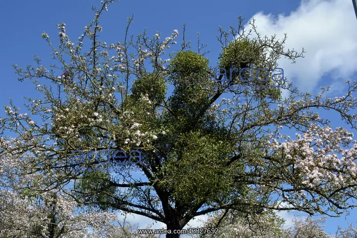 : Mistletoe - on apple tree France : Mistletoe - on apple tree France