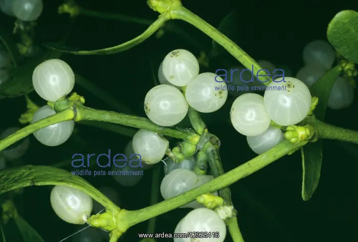 : Mistletoe - with berries : Mistletoe - with berries