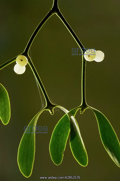  : Mistletoe - with berries, midwinter
