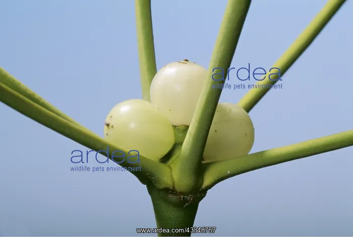 : MISTLETOE - berry, close-up : MISTLETOE - berry, close-up