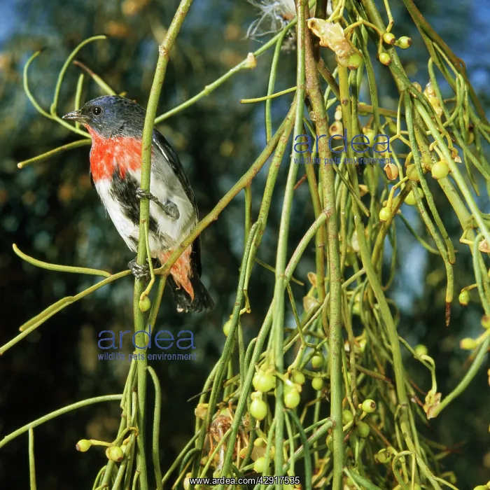 : Mistletoe bird : Mistletoe bird