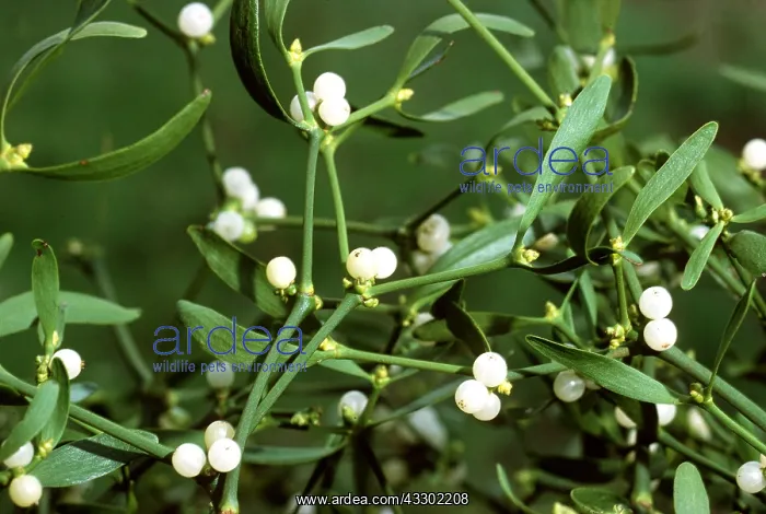 : MISTLETOE - Close up : MISTLETOE - Close up