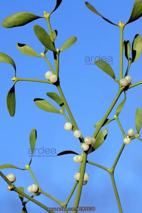 : Mistletoe - Detailed study of ripe berries and leaves : Mistletoe - Detailed study of ripe berries and leaves