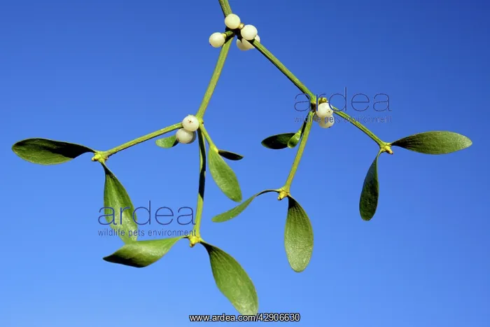 : MISTLETOE - detailed study of ripe berries and leaves : MISTLETOE - detailed study of ripe berries and leaves