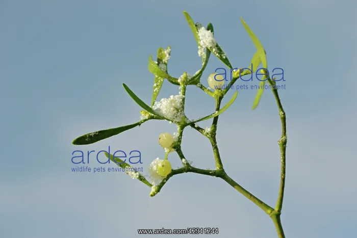 : Mistletoe E frosted berries against blue sky : Mistletoe E frosted berries against blue sky