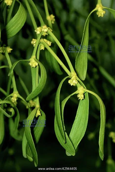 : MISTLETOE - in flower : MISTLETOE - in flower