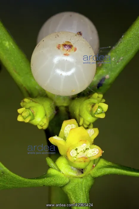  : Mistletoe - in flower in late winter: male flowers
