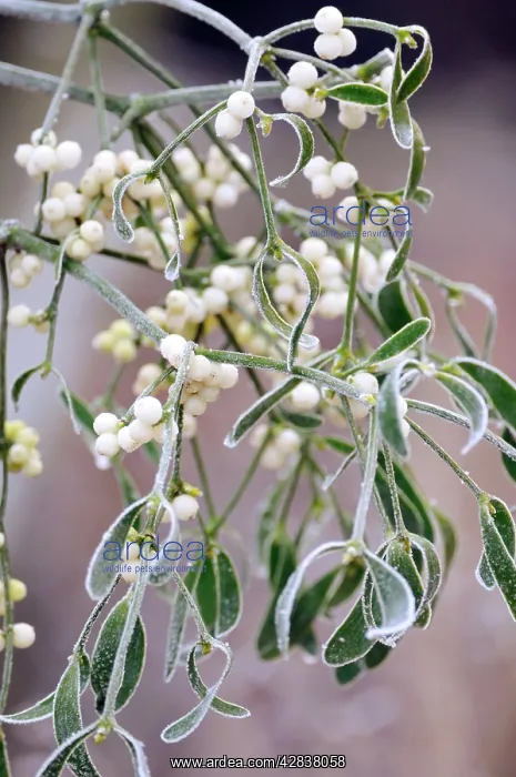 : Mistletoe, with frost : Mistletoe, with frost
