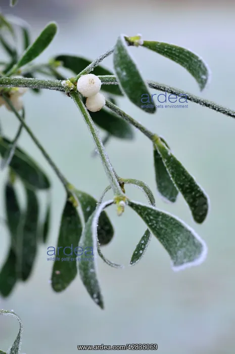 : Mistletoe, with frost : Mistletoe, with frost