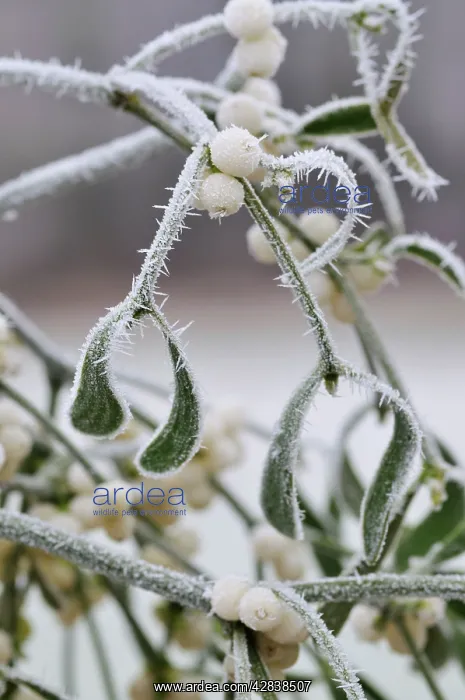 : Mistletoe - with frost : Mistletoe - with frost