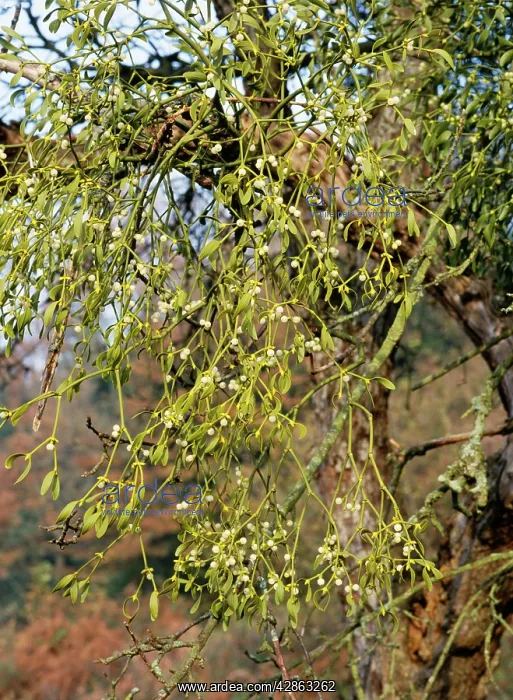  : MISTLETOE IN FRUIT - On apple tree
