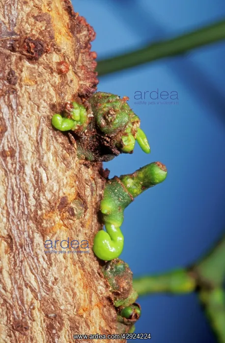 : Mistletoe - Germinating on host tree : Mistletoe - Germinating on host tree