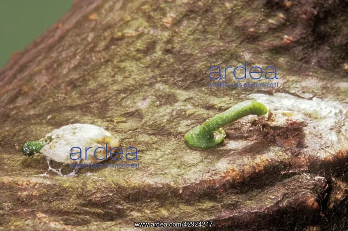 : Mistletoe - Invading host tree, Germinating : Mistletoe - Invading host tree, Germinating