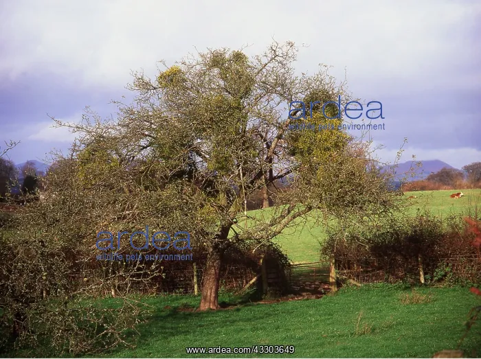 : Mistletoe - Laden Apple Tree : Mistletoe - Laden Apple Tree