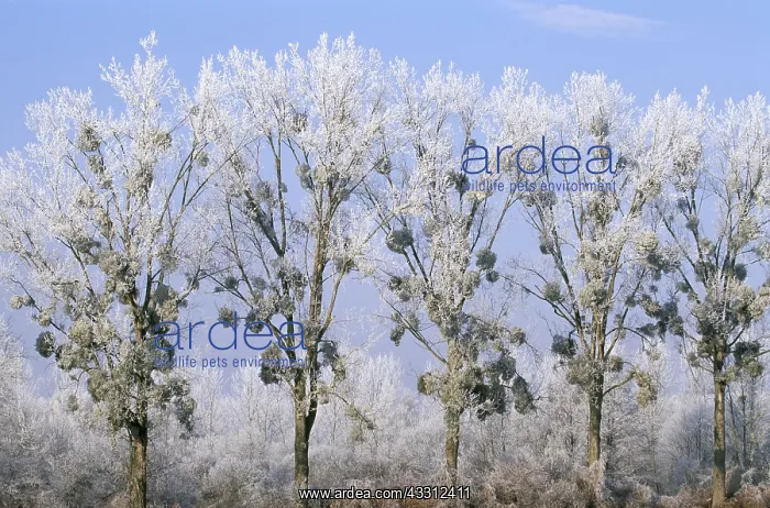 : MISTLETOE - on line of Poplar trees : MISTLETOE - on line of Poplar trees