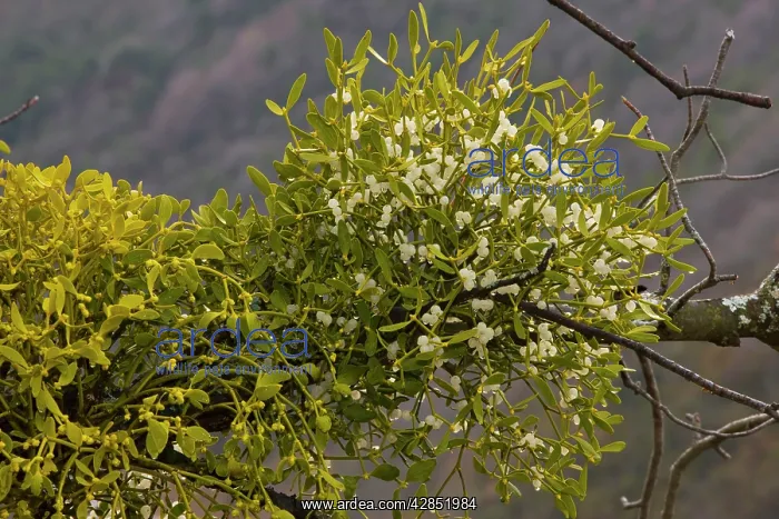 : Mistletoe - parasitic plant on trees. With berries : Mistletoe - parasitic plant on trees. With berries